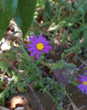 Fotografia 10 da espécie Senecio elegans no Jardim Botânico UTAD