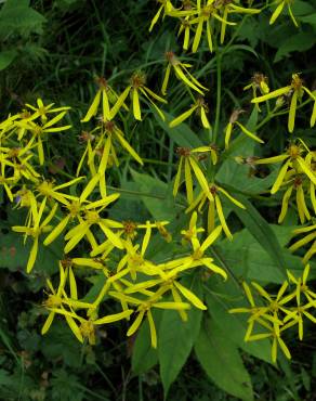 Fotografia 3 da espécie Senecio ovatus no Jardim Botânico UTAD