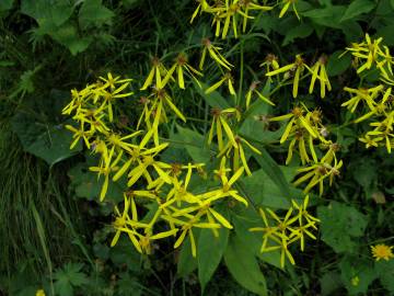 Fotografia da espécie Senecio ovatus