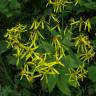 Fotografia 3 da espécie Senecio ovatus do Jardim Botânico UTAD