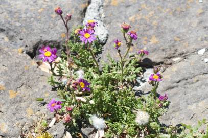 Fotografia da espécie Senecio elegans