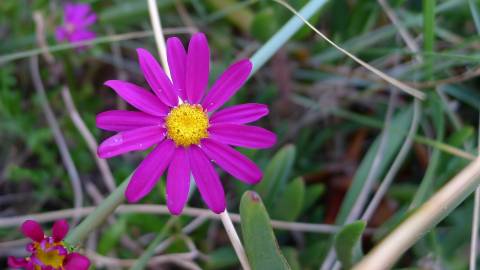 Fotografia da espécie Senecio elegans