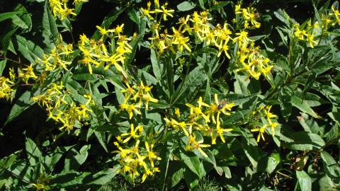 Fotografia da espécie Senecio ovatus