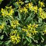 Fotografia 5 da espécie Senecio ovatus do Jardim Botânico UTAD