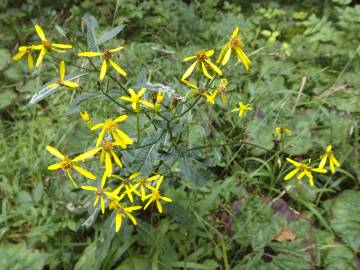 Fotografia da espécie Senecio ovatus