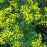 Fotografia 7 da espécie Senecio ovatus do Jardim Botânico UTAD