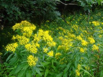 Fotografia da espécie Senecio ovatus