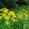 Fotografia 8 da espécie Senecio ovatus do Jardim Botânico UTAD