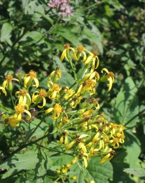 Fotografia 9 da espécie Senecio ovatus no Jardim Botânico UTAD