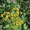 Fotografia 9 da espécie Senecio ovatus do Jardim Botânico UTAD