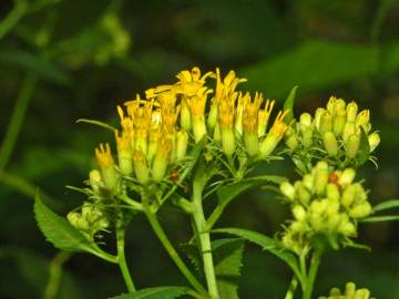 Fotografia da espécie Senecio ovatus