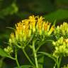 Fotografia 10 da espécie Senecio ovatus do Jardim Botânico UTAD