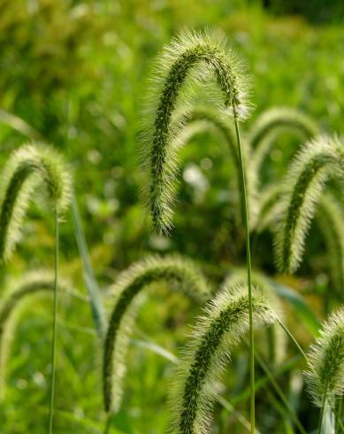 Fotografia de capa Setaria faberi - do Jardim Botânico