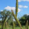 Fotografia 5 da espécie Setaria pumila do Jardim Botânico UTAD