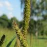 Fotografia 6 da espécie Setaria pumila do Jardim Botânico UTAD