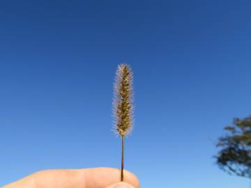 Fotografia da espécie Setaria pumila