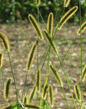 Fotografia 8 da espécie Setaria pumila no Jardim Botânico UTAD