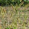 Fotografia 8 da espécie Setaria pumila do Jardim Botânico UTAD