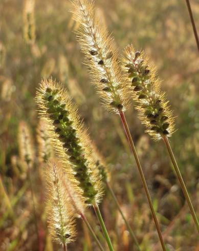 Fotografia de capa Setaria pumila - do Jardim Botânico