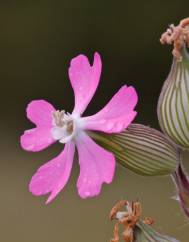 Silene conica