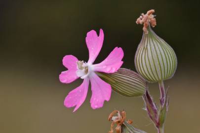 Fotografia da espécie Silene conica