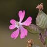 Fotografia 1 da espécie Silene conica do Jardim Botânico UTAD