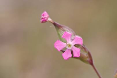 Fotografia da espécie Silene conica