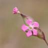 Fotografia 4 da espécie Silene conica do Jardim Botânico UTAD