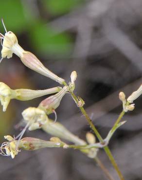 Fotografia 1 da espécie Silene mellifera no Jardim Botânico UTAD