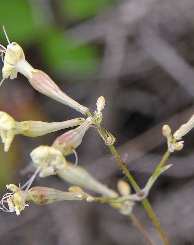 Fotografia de capa Silene mellifera - do Jardim Botânico