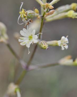 Fotografia 3 da espécie Silene mellifera no Jardim Botânico UTAD