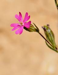 Silene muscipula