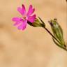 Fotografia 1 da espécie Silene muscipula do Jardim Botânico UTAD