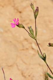 Fotografia da espécie Silene muscipula