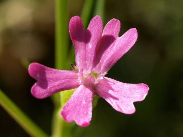 Fotografia da espécie Silene muscipula