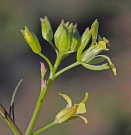 Fotografia da espécie Sisymbrium altissimum