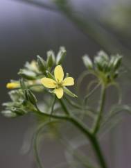 Sisymbrium altissimum