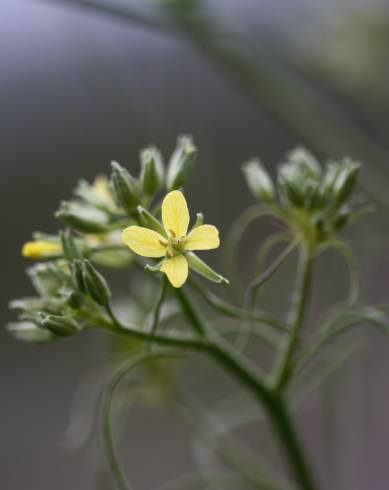 Fotografia de capa Sisymbrium altissimum - do Jardim Botânico