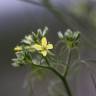 Fotografia 1 da espécie Sisymbrium altissimum do Jardim Botânico UTAD