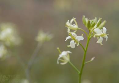 Fotografia da espécie Sisymbrium altissimum