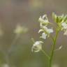 Fotografia 5 da espécie Sisymbrium altissimum do Jardim Botânico UTAD