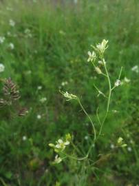 Fotografia da espécie Sisymbrium altissimum