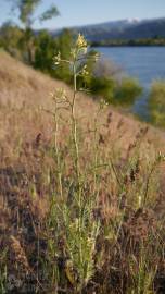 Fotografia da espécie Sisymbrium altissimum