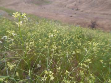 Fotografia da espécie Sisymbrium altissimum