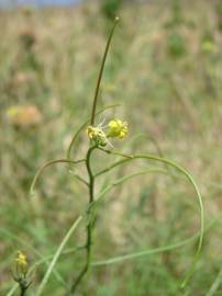 Fotografia da espécie Sisymbrium altissimum