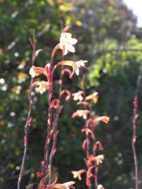 Fotografia da espécie Watsonia meriana