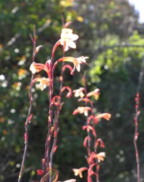 Fotografia 4 da espécie Watsonia meriana no Jardim Botânico UTAD