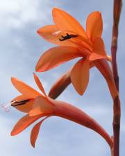 Fotografia da espécie Watsonia meriana