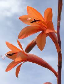 Fotografia da espécie Watsonia meriana