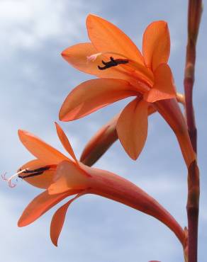 Fotografia 1 da espécie Watsonia meriana no Jardim Botânico UTAD